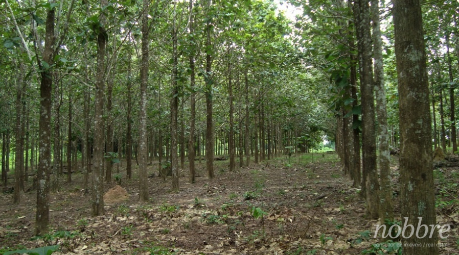 Fazenda produtora de Teca para vender no Pará